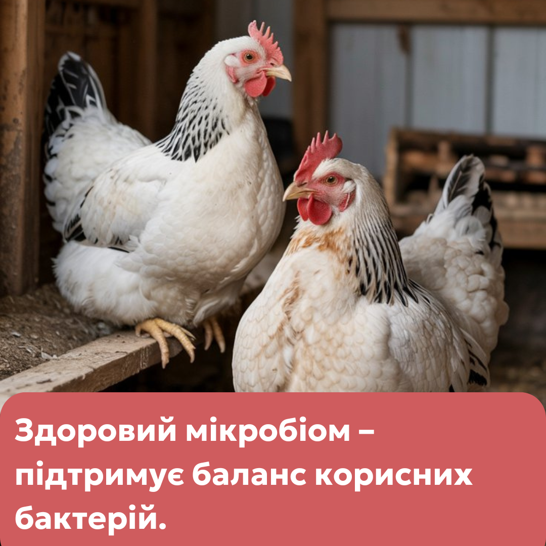 Максі Кокс – додаткова кормова суміш для здорового кишечника птиці