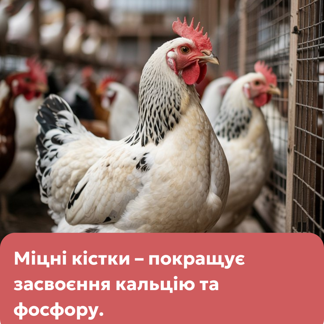 Maxi Cox – суха кормова суміш для підтримки здоров’я птиці
