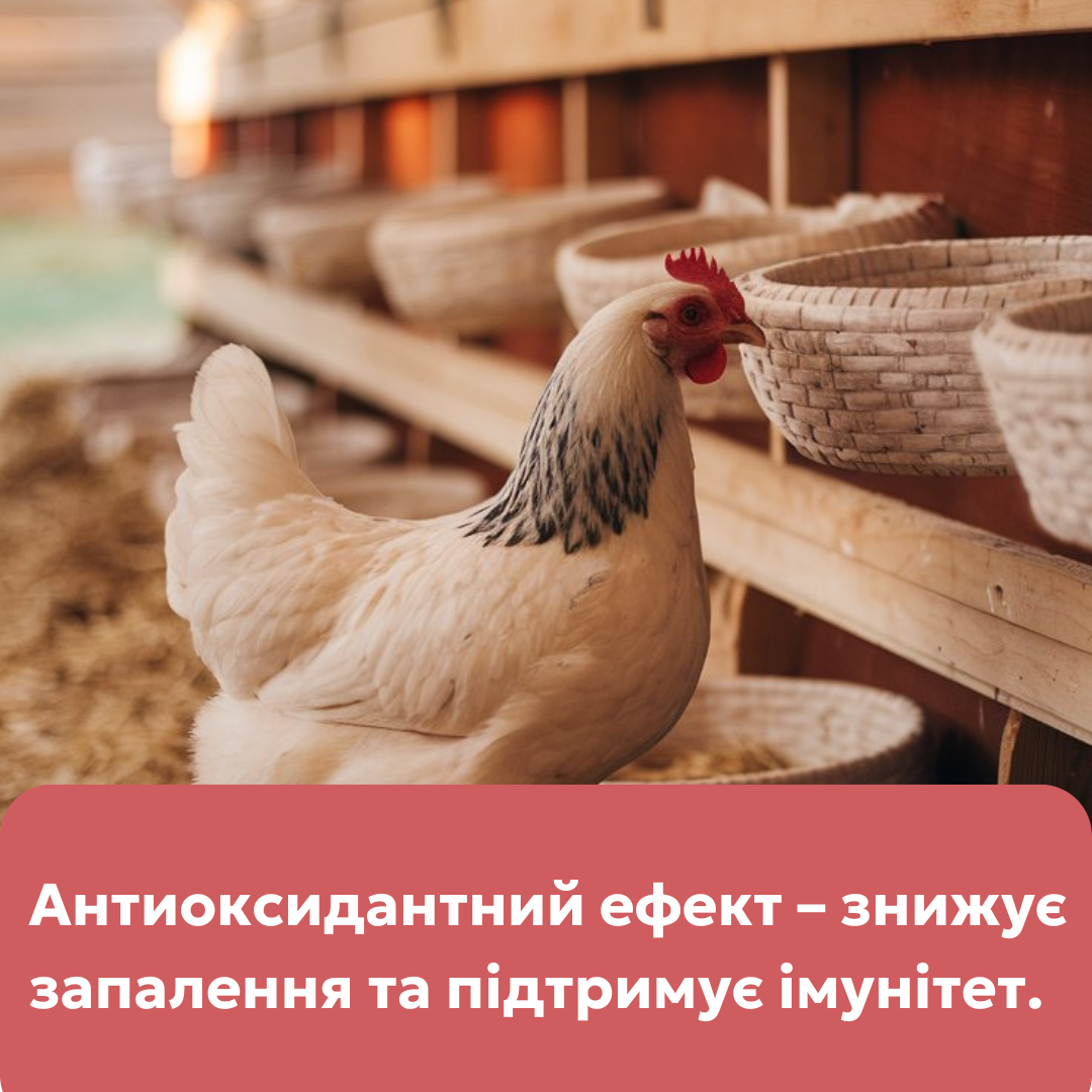 Кормова добавка Максі Кокс для всіх видів птиці